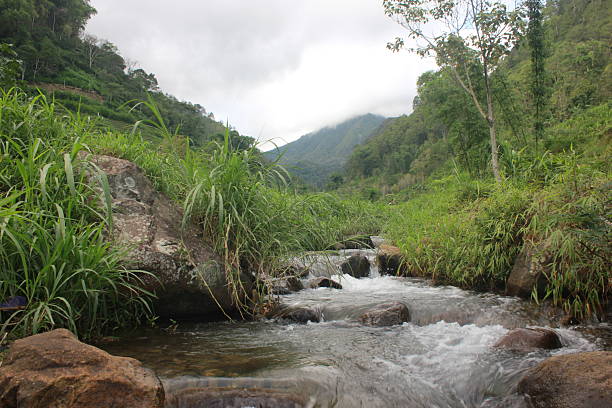 a clear stream flowing from the mountains
