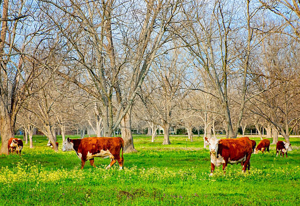 Hereford beef cattle (Bos taurus taurus) graze in a pasture, March 18, 2010, in Grand Bay, Alabama. The first Herefords were brought to the United States in 1817.