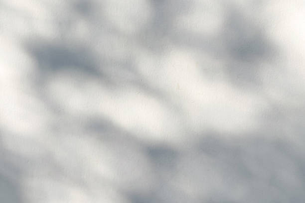 istock Abstract natural tree leaves shadow on white wall background 2217039688