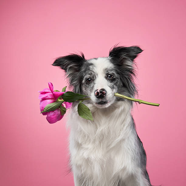 istock Border Collie holding pink flower 2217039749