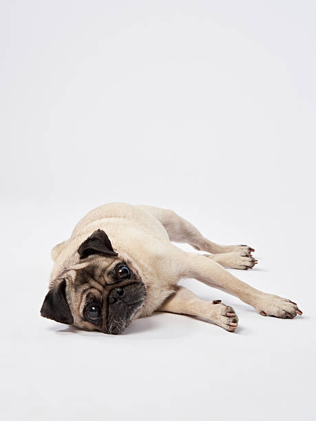 istock Pug bowing in playful stance 2217039763