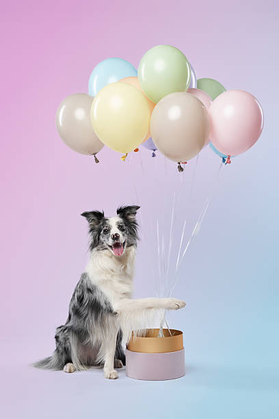 istock Border Collie with colorful balloons 2217039766