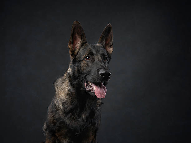 istock German Shepherd with open mouth and black background 2217039774