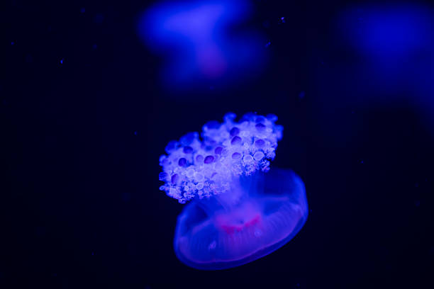 A jellyfish emits a soft glow in blue light while floating gracefully in water.