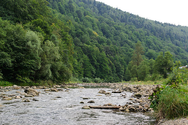 Serene river flows through a lush, green forest landscape. Perfect for nature, travel, or environmental concepts, evoking tranquility and the call of the wild.