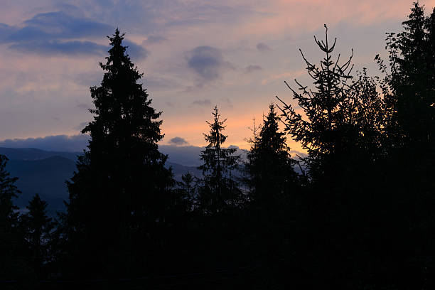 Tranquil forest silhouette against a twilight sky. Evokes peace, nature, and reflection. Ideal for backgrounds, travel, and inspirational content.