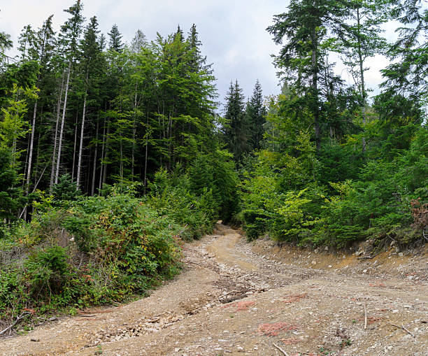 A rugged dirt path winds through a dense green forest. Represents adventure, exploration, and the unknown. Ideal for travel, nature, or inspirational themes.