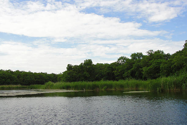 istock Calm lake view framed by green reeds and lush trees beneath a bright, cloudy sky. Evokes tranquility  natural beauty, ideal for wellness or travel related project. 2217040016
