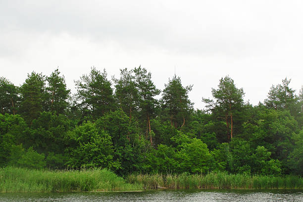 Lush green forest bordering a serene lake under an overcast sky. Perfect for backgrounds, naturethemed projects, or conveying tranquility and the outdoors.