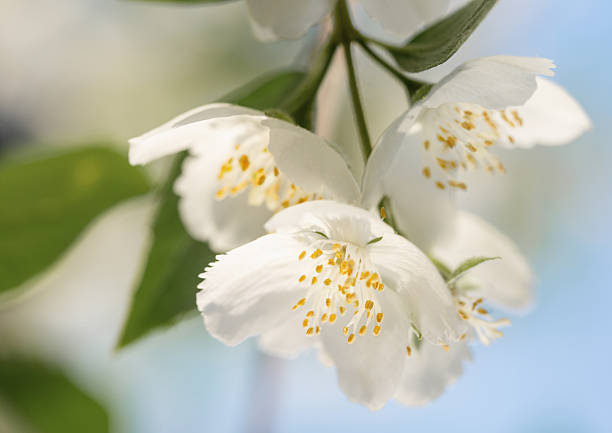 istock jasmine flowers close up in sunlight 2217040079