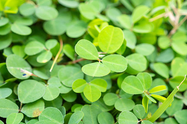 istock Natural green leaves plants texture background 2217040092