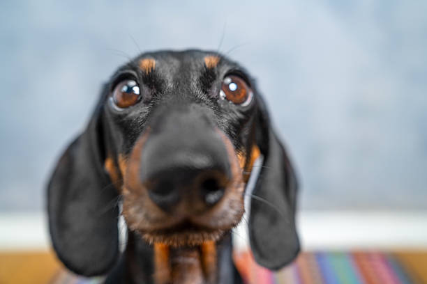 istock Close-up of curious dachshund with bright eyes 2217040322