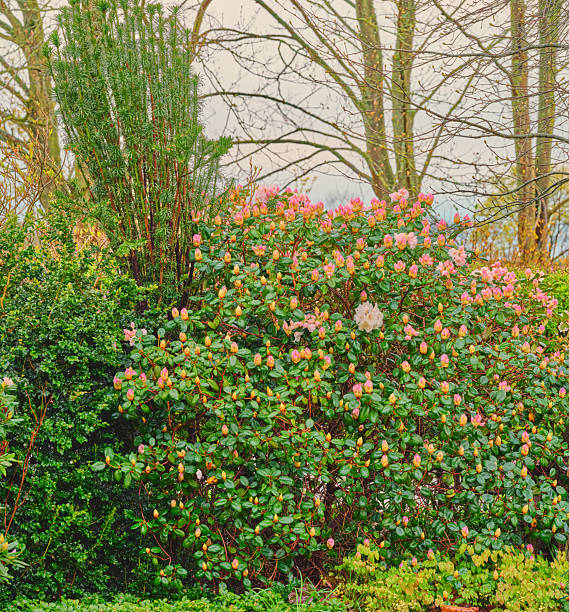 A beautifully vibrant garden showcases blooming pink and white rhododendrons surrounded by lush green foliage and bare trees in the backdrop, capturing the essence of a serene spring morning.