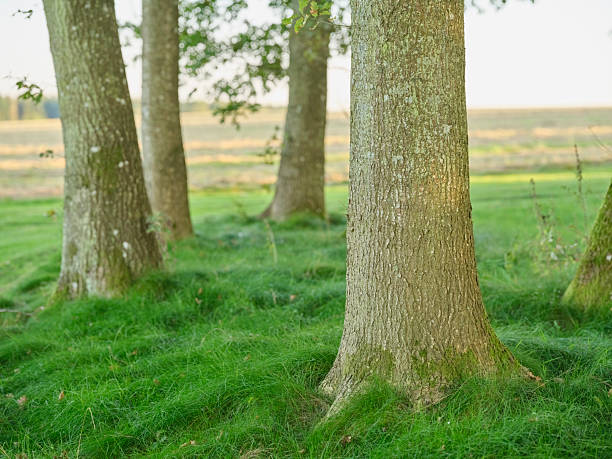 Sunlit trees with textured bark stand amidst a verdant meadow, exuding serenity and natural beauty. Captured in the serene Danish countryside, this image evokes tranquility and an appreciation for nature's vivid colors.