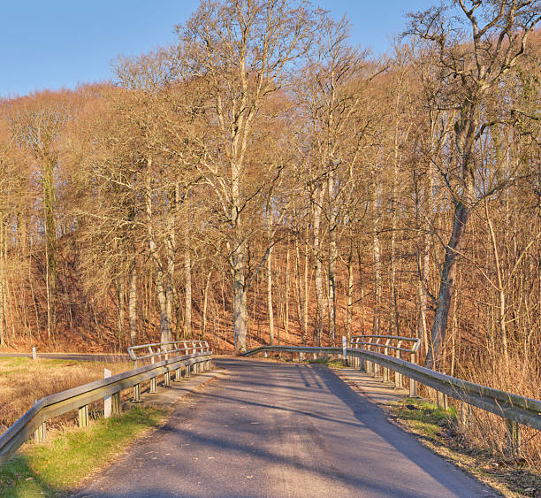 istock Serene autumn pathway bridge amid a forest of bare trees on a sunny day 2217040813