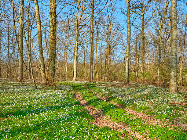 Bench in a Beech Tree Forest