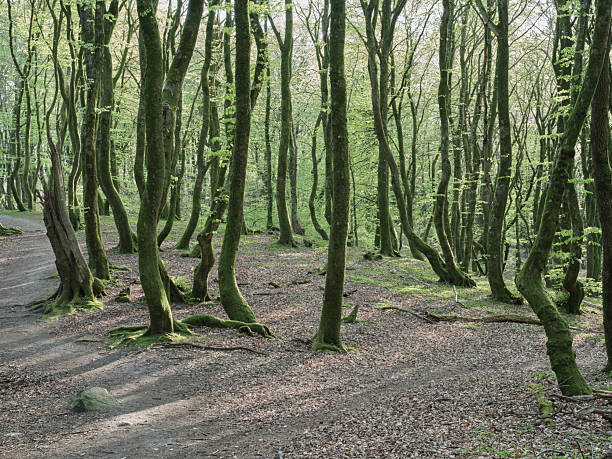 istock Serene Danish forest with lush green trees and moss-covered trunks during springtime 2217040882