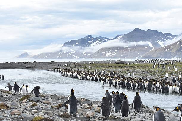 istock Large King Penguin Colony by Glacier-Fed River and Mountains in Antarctica 2217041217
