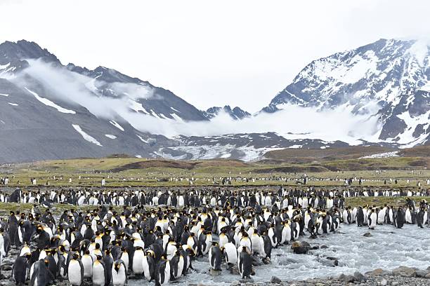 istock Large King Penguin Colony by Glacier-Fed River and Mountains in Antarctica 2217041219