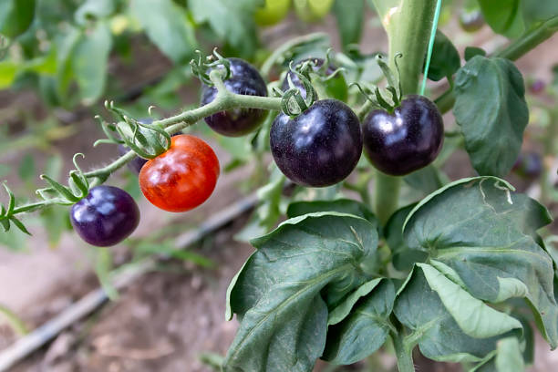 istock Black and red tomatoes on a branch in a greenhouse. 2217043159