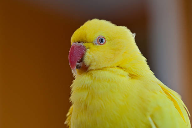 istock Yellow Indian Ringneck Parakeet 2217043855