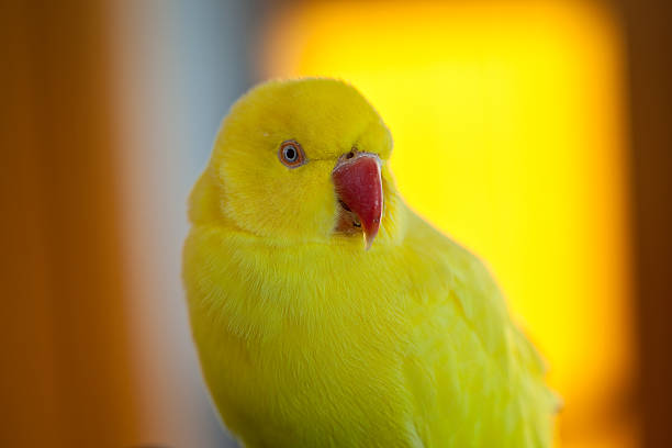 Yellow Indian Ringneck Parakeet