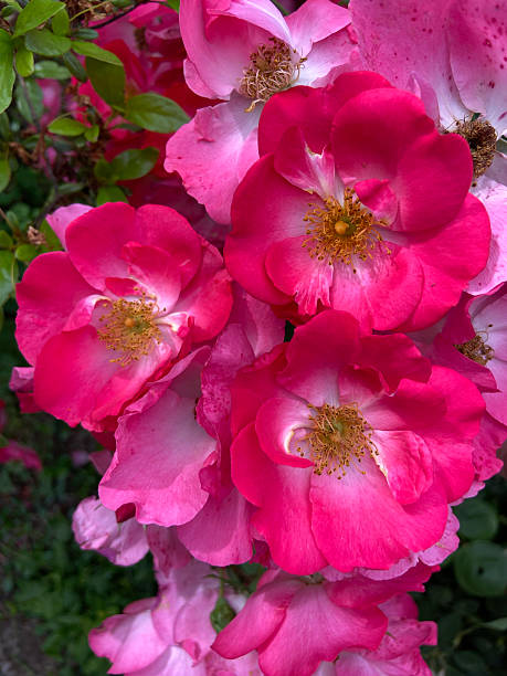 istock Pink and Red Spring Flowers 2217045557