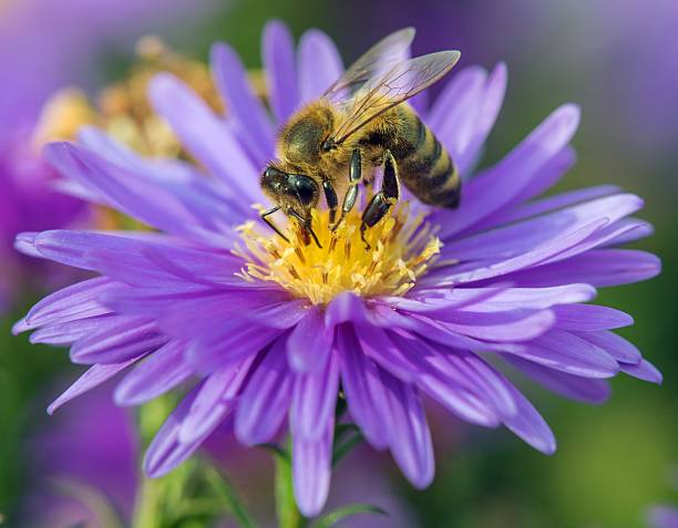 istock bee or honeybee in Latin Apis Mellifera blue flower 2217046506