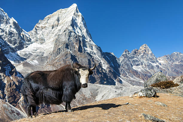 istock black and white yak or dzo way to Everest base camp 2217046717