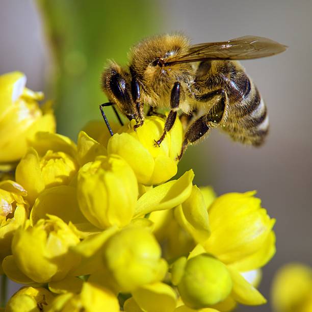 istock bee or honeybee in Latin Apis Mellifera yellow flower 2217046771