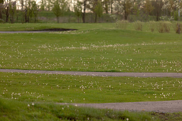 Scenic Curved Walking Path Through Dandelion-Dotted Green Field