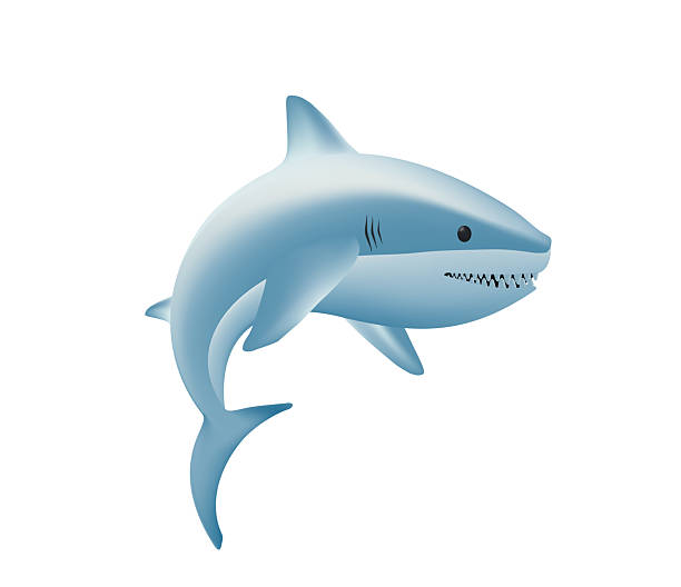 istock Shark 3D render vector illustration. Toothy shark. Ocean, sea animal concept. Angry shark with teeth 2217047473