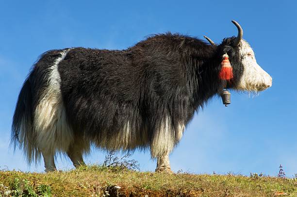 istock Yak or dzo, black yak, Bos mutus grunniens 2217047614
