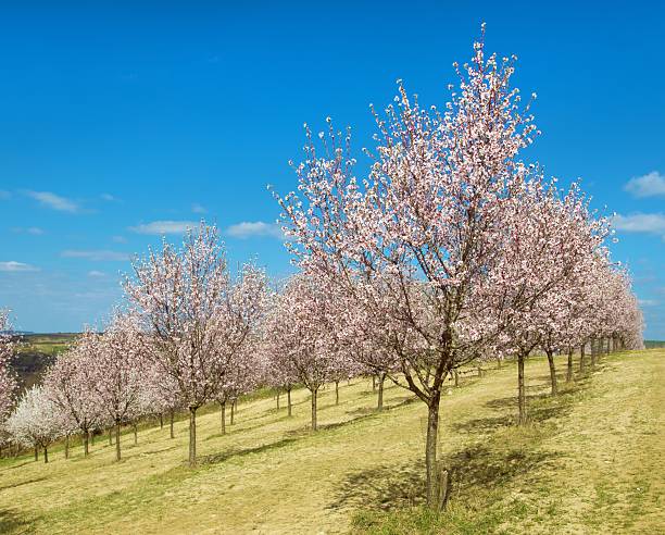 Close-up of pink almond blossoms in the Palatinate