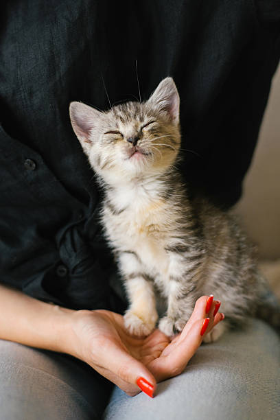 istock Striped Kitten Smiling With Closed Eyes 2217047764