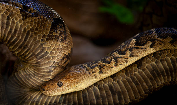 istock A Cuban boa,  cuban smooth lipped boa, cuban  tree boa   (Chilabothrus angulifer) 2217047798