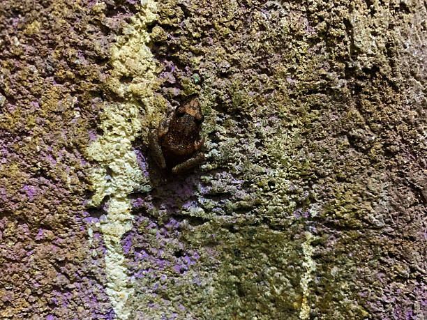 istock cute little frog resting on the wall 2217048496