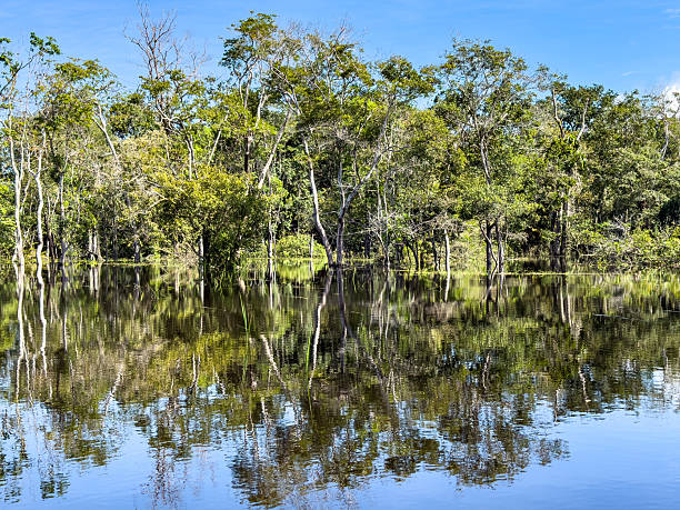 istock Blackwater flooded forests of the Amazon Basin. 2217049183