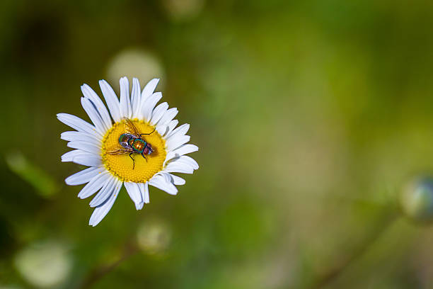 Close-up of a fly on a daisy in the garden.