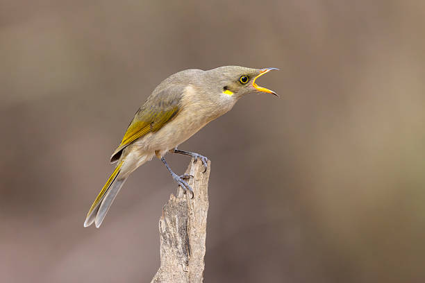 Taxon name: Yellow-plumed Honeyeater\nTaxon scientific name: Ptilotula ornata\nLocation: Chiltern-Mt Pilot National Park, Victoria, Australia