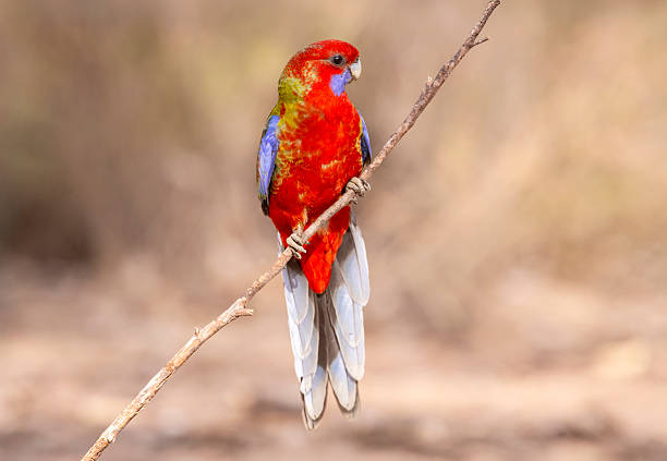 Taxon name: Crimson Rosella (juvenile)\nTaxon scientific name: Platycercus elegans\nLocation: Chiltern-Mt Pilot National Park, Victoria, Australia