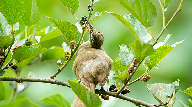 istock Bulbul Bird Eating Mulberries on a Tree Branch 2217054769