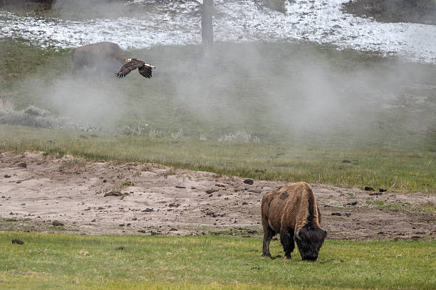 Near Yellowstone Lake a Bald Eagle flying over a bison through geyser steam in Wyoming, United States.