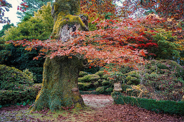 Red Maple Leaves Autumn Vibrant Foliage in park with Blurred Forest Background