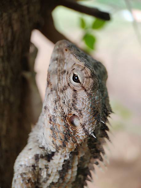 istock Oriental garden lizard (Calotes versicolor), also known as the Eastern garden lizard. 2217058608