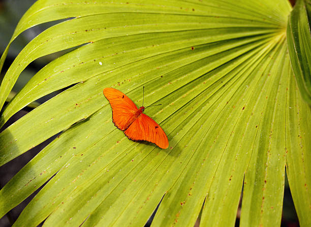 Bright orange butterfly sits on large green palm leaf in sunlight