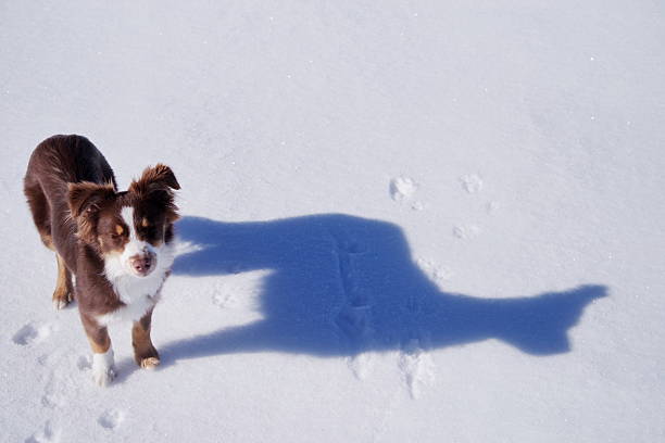 Dog is standing in the snow with its head down. The dog is looking at the camera