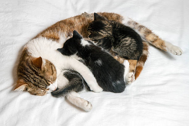 istock A cat feeds milk to her little kittens. 2217061932