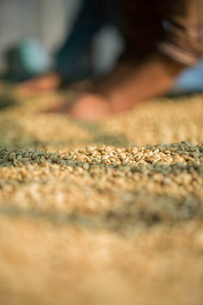 istock Close up smart farmer techniques hand coffee bean machinery roast apparatus dry sunlight tool sunbeam sunray sunshine fresh garden produce agriculture promotes farmer concept farm blur background 2217061990
