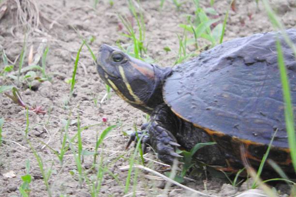 istock A red-eared slider I encountered in a rice field. 2217062960